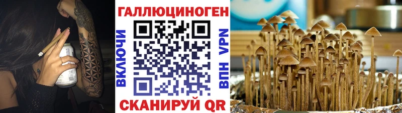 Купить где  Курлово  Псилоцибиновые грибы GOLDEN TEACHER 